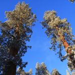 Sequoia52
