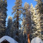 Sequoia56