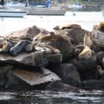 WhaleWatching09