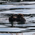 WhaleWatching10