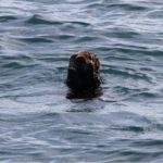 WhaleWatching20