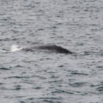 WhaleWatching24