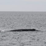 WhaleWatching25