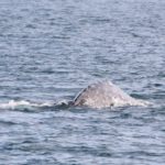 WhaleWatching27