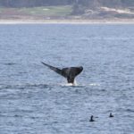 WhaleWatching35