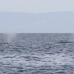 WhaleWatching39