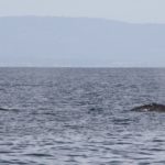 WhaleWatching40