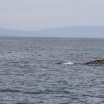 WhaleWatching41