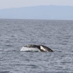 WhaleWatching42