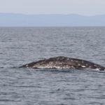 WhaleWatching44
