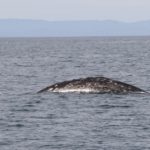 WhaleWatching45