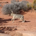 Canyonlands36