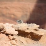 LakePowell11