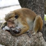 Dambulla45