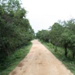 Kaudulla04