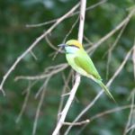 Kaudulla08