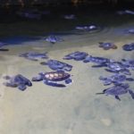 Turtels02