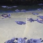 Turtels03