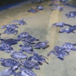 Turtels04