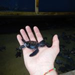 Turtels05
