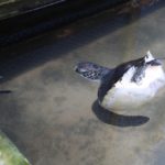 Turtels07
