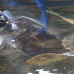 Turtels10