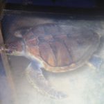 Turtels11
