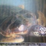 Turtels12