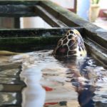 Turtels13