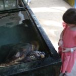 Turtels14
