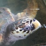 Turtels15