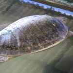 Turtels17