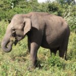UdawalaweNP21