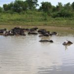 UdawalaweNP32