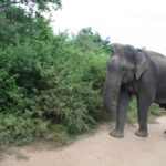 UdawalaweNP61