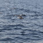 WhaleWatching05
