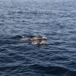 WhaleWatching06