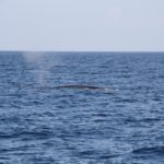 WhaleWatching08