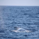 WhaleWatching09