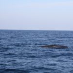 WhaleWatching11