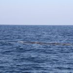 WhaleWatching14