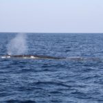 WhaleWatching15