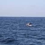 WhaleWatching17