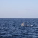 WhaleWatching18