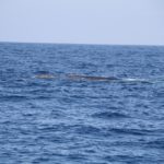 WhaleWatching23