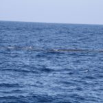 WhaleWatching24