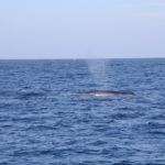 WhaleWatching25
