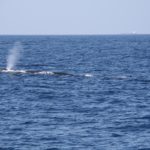 WhaleWatching26