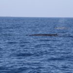 WhaleWatching27