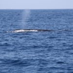 WhaleWatching28